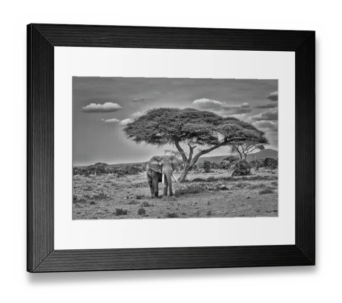 Framed Print : Elephant under tree, Amboseli, Kenya Framed Print : Elephant under tree, Amboseli, Kenya