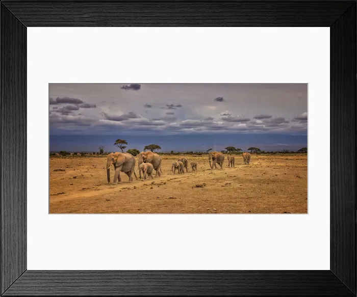 Framed Print : Elephant train, Amboseli National Park