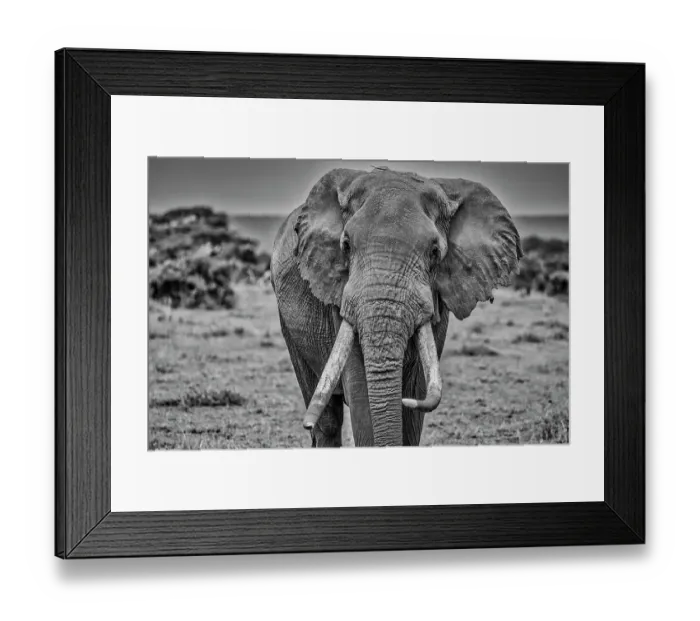 Framed Print : Elephant, Amboseli National Park Framed Print : Elephant, Amboseli National Park