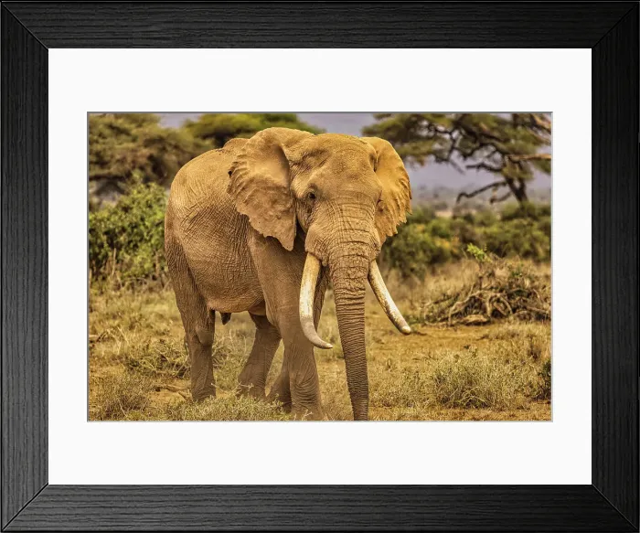 Framed Print : Elephant, Amboseli National Park Framed Print : Elephant, Amboseli National Park