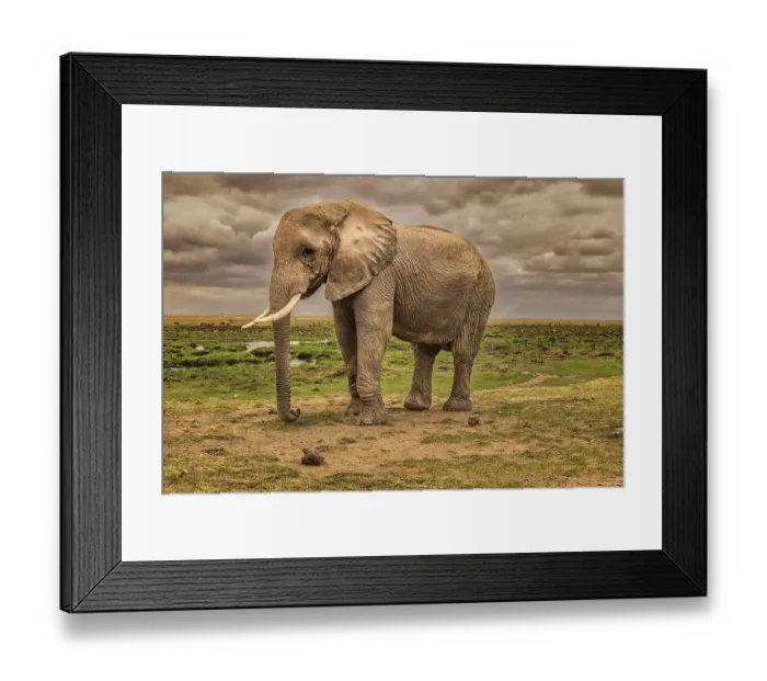 Framed Print : Elephant, Amboseli National Park Framed Print : Elephant, Amboseli National Park