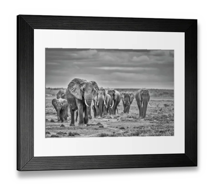 Framed Print : Elephant herd, Amboseli National Park Framed Print : Elephant herd, Amboseli National Park