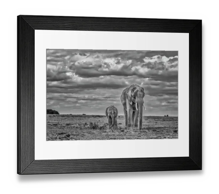 Framed Print : Elephant with calf, Amboseli National Park