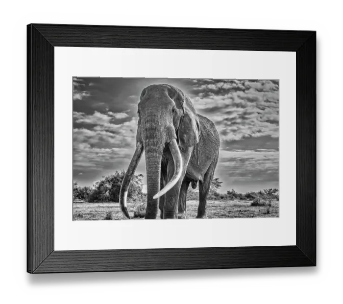 Framed Print : Craig, largest Amboseli elephant, Amboseli National Park Framed Print : Craig, largest Amboseli elephant, Amboseli National Park