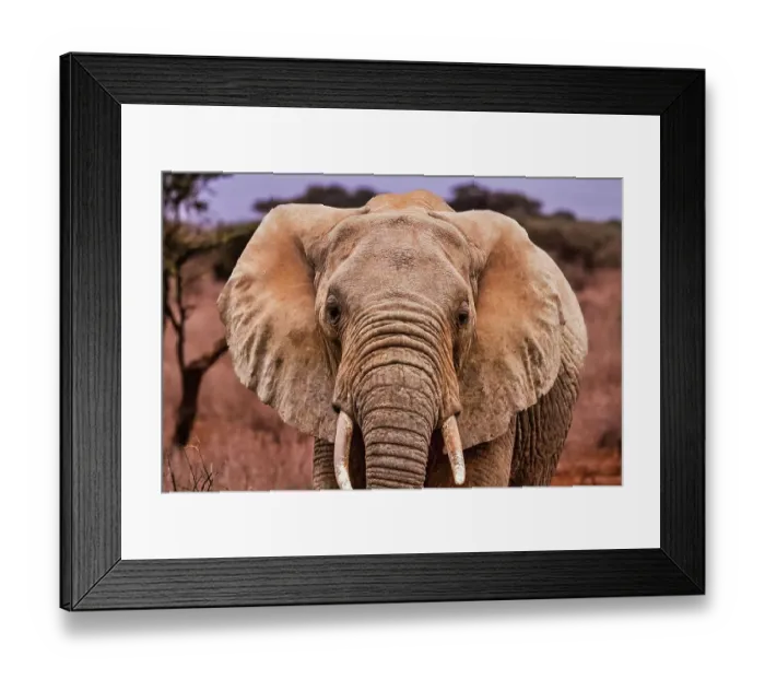 Framed Print : Elephants, Amboseli National Park Framed Print : Elephants, Amboseli National Park