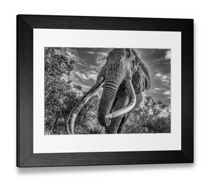 Framed Print : Craig, largest Amboseli elephant, Amboseli National Park Framed Print : Craig, largest Amboseli elephant, Amboseli National Park