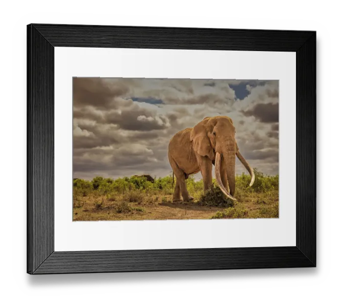 Framed Print : Craig, largest Amboseli elephant, Amboseli National Park Framed Print : Craig, largest Amboseli elephant, Amboseli National Park