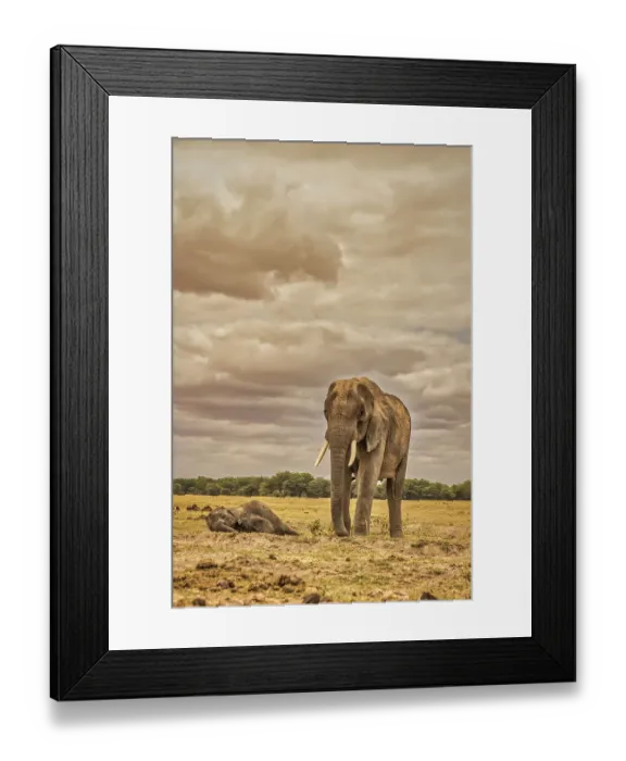 Framed Print : Mother and sleeping calf elephants, Amboseli National Park Framed Print : Mother and sleeping calf elephants, Amboseli National Park