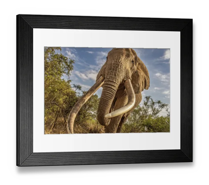 Framed Print : Craig, largest Amboseli elephant, Amboseli National Park Framed Print : Craig, largest Amboseli elephant, Amboseli National Park