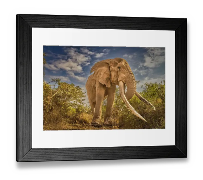 Framed Print : Craig, largest Amboseli elephant, Amboseli National Park