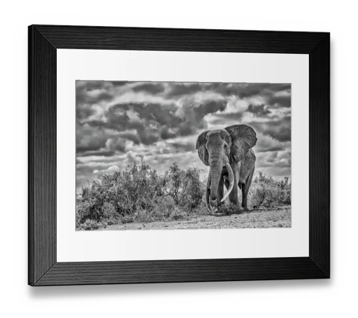 Framed Print : Craig, largest Amboseli elephant, Amboseli National Park Framed Print : Craig, largest Amboseli elephant, Amboseli National Park
