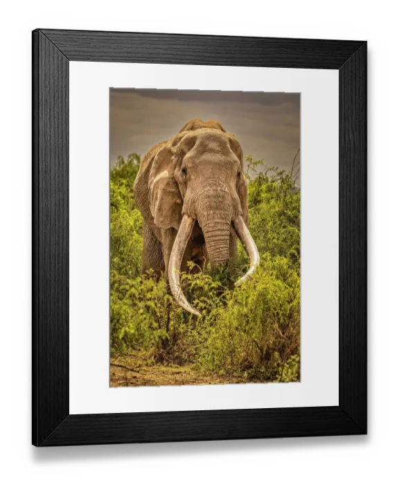 Framed Print : Craig, largest Amboseli elephant, Amboseli National Park