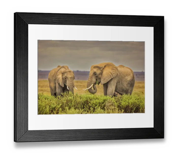 Framed Print : Elephant pair, Amboseli National Park Framed Print : Elephant pair, Amboseli National Park