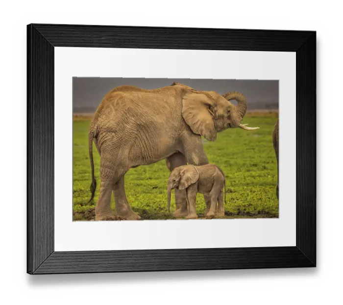 Framed Print : Mother and baby elephant, Amboseli National Park Framed Print : Mother and baby elephant, Amboseli National Park