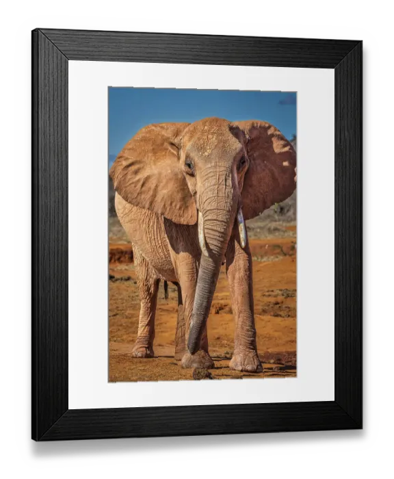 Framed Print : Red elephant, Tsavo National Park