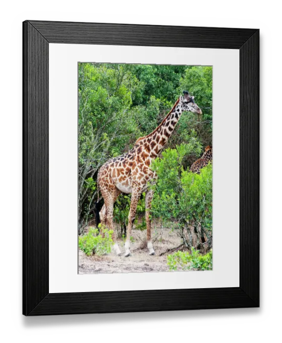 Framed Print : Male Maasai Giraffe (giraffa camelopardalis), Maasai Mara National Reserve, Kenya, Africa