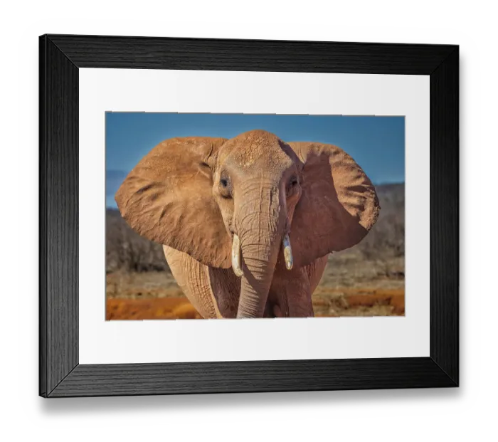 Framed Print : Red elephant, Tsavo National Park