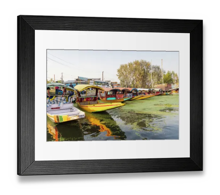 Framed Print : Rainawari, Srinagar, Jammu and Kashmir, India. October 24, 2022. Traditional shikara tourist boats at Dal Lake Framed Print : Rainawari, Srinagar, Jammu and Kashmir, India. October 24, 2022. Traditional shikara tourist boats at Dal Lake