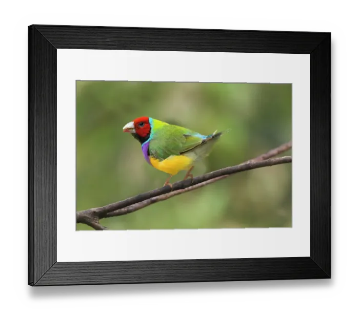 Framed Print : Australia. Lady Gouldian finch close-up. ©Jim Zuckerman / Jaynes Gallery / DanitaDelimont.com Framed Print : Australia. Lady Gouldian finch close-up. ©Jim Zuckerman / Jaynes Gallery / DanitaDelimont.com