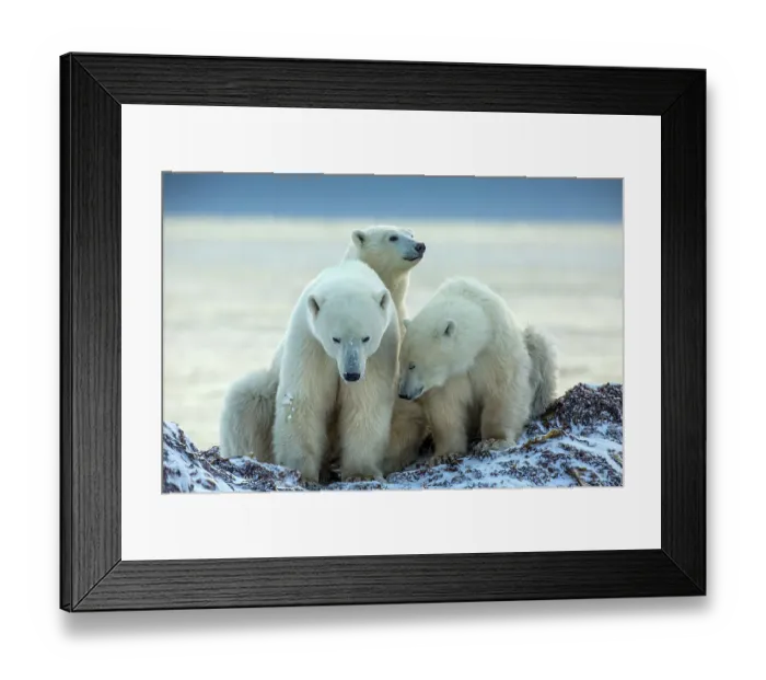 Framed Print : Canada, Manitoba, Churchill. Close-up of Hudson Bay polar bear mother and juvenile cubs. ©Jim Zuckerman / Jaynes Gallery / DanitaDelimont.com Framed Print : Canada, Manitoba, Churchill. Close-up of Hudson Bay polar bear mother and juvenile cubs. ©Jim Zuckerman / Jaynes Gallery / DanitaDelimont.com