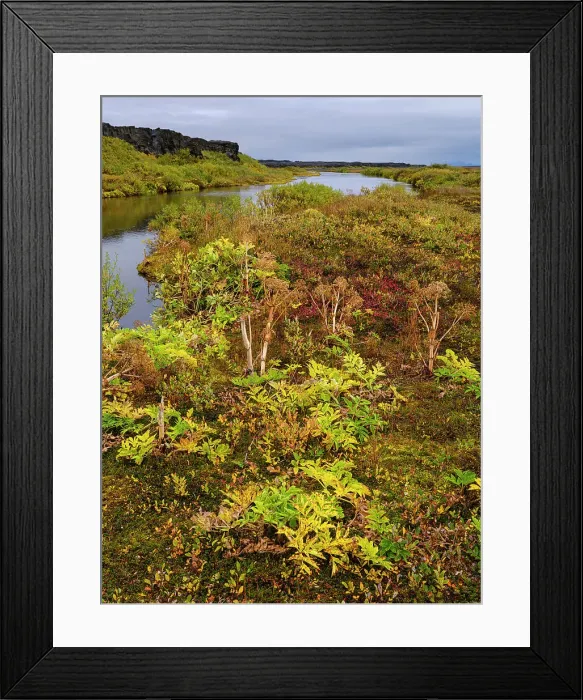 Framed Print : Wild celery or norwegian angelica (Angelica archangelica). Oasis Herdubreidarlindir, river Lindaa at volcano Herdubreid, the queen of Icelands mountains Framed Print : Wild celery or norwegian angelica (Angelica archangelica). Oasis Herdubreidarlindir, river Lindaa at volcano Herdubreid, the queen of Icelands mountains