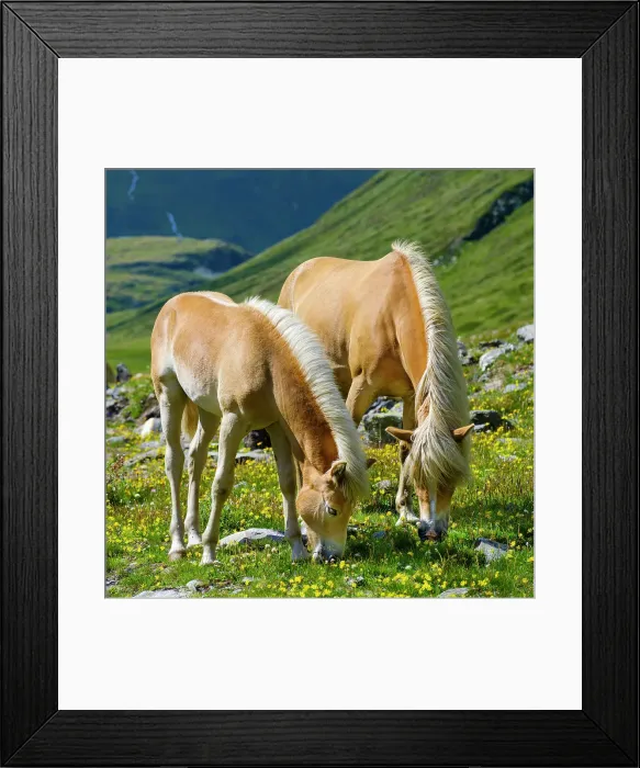 Framed Print : Haflinger horse on its mountain pasture (Shieling) in the Otztal Alps (Obergurgl, Rotmoostal). Austria, Tyrol Framed Print : Haflinger horse on its mountain pasture (Shieling) in the Otztal Alps (Obergurgl, Rotmoostal). Austria, Tyrol