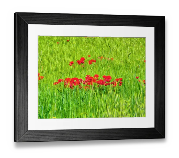 Framed Print : Italy, Umbria, Assisi. Spring poppies in wheat field Framed Print : Italy, Umbria, Assisi. Spring poppies in wheat field