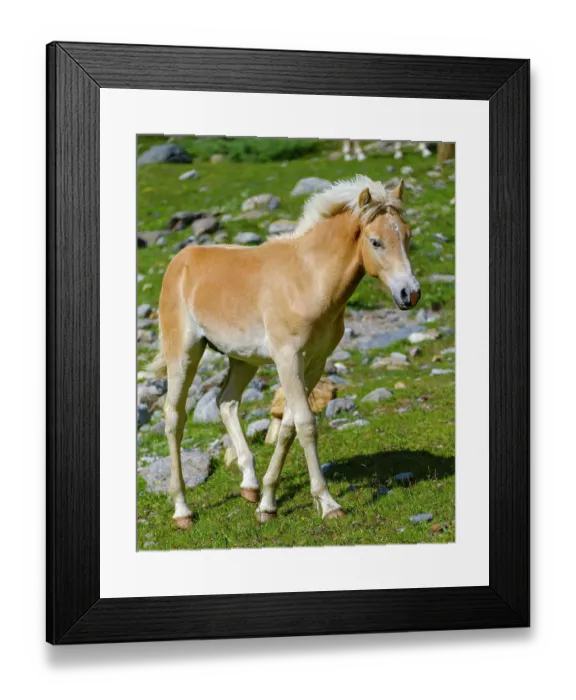 Framed Print : Foal of a Haflinger horse on its mountain pasture (Shieling) in the Otztal Alps (Obergurgl, Rotmoostal). Austria, Tyrol Framed Print : Foal of a Haflinger horse on its mountain pasture (Shieling) in the Otztal Alps (Obergurgl, Rotmoostal). Austria, Tyrol