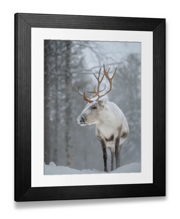 Framed Print : Reindeer covered with snow during the arctic winter. Reindeer Farm near Pyha in Finland north of the polar circle Framed Print : Reindeer covered with snow during the arctic winter. Reindeer Farm near Pyha in Finland north of the polar circle