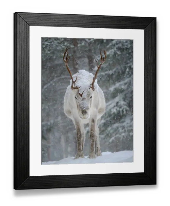 Framed Print : Reindeer covered with snow during the arctic winter. Reindeer Farm near Pyha in Finland north of the polar circle