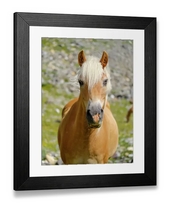 Framed Print : Haflinger horse on its mountain pasture (Shieling) in the Otztal Alps (Obergurgl, Rotmoostal). Austria, Tyrol Framed Print : Haflinger horse on its mountain pasture (Shieling) in the Otztal Alps (Obergurgl, Rotmoostal). Austria, Tyrol