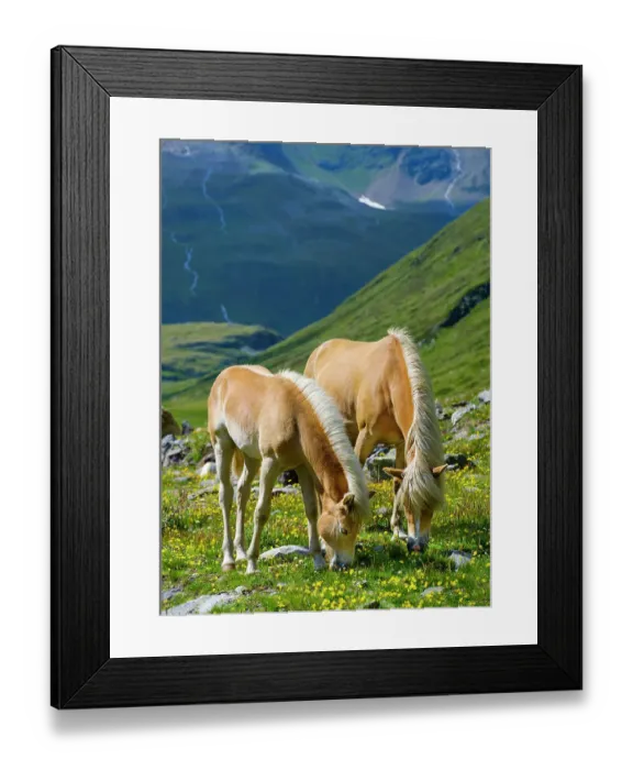 Framed Print : Haflinger horse on its mountain pasture (Shieling) in the Otztal Alps (Obergurgl, Rotmoostal). Austria, Tyrol