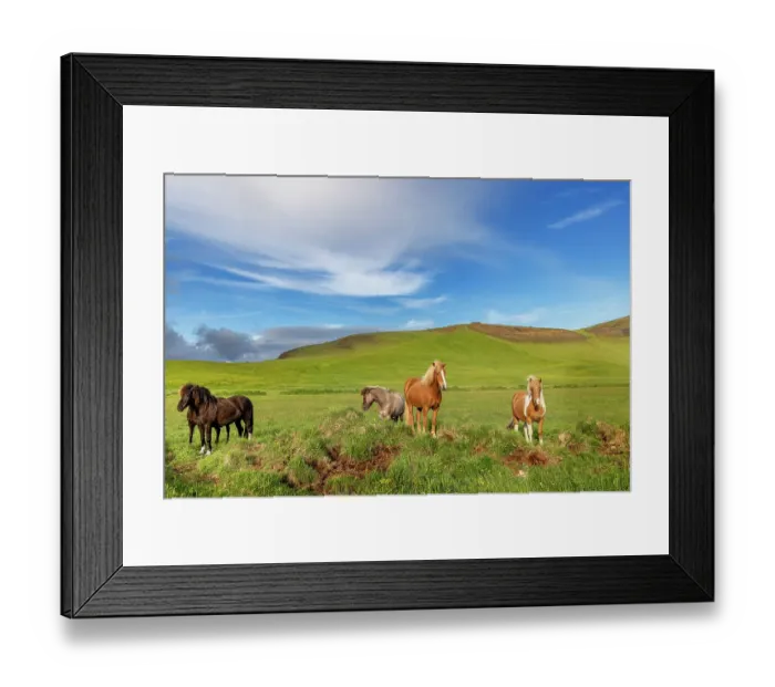 Framed Print : Icelandic Horses near Vik, Iceland
