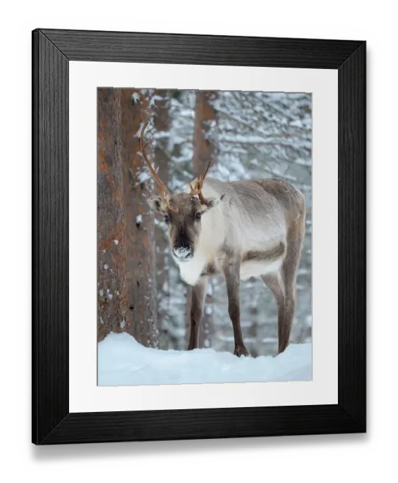 Framed Print : Reindeer in deep snow during the arctic winter. Reindeer Farm near Pyha in Finland north of the polar circle Framed Print : Reindeer in deep snow during the arctic winter. Reindeer Farm near Pyha in Finland north of the polar circle