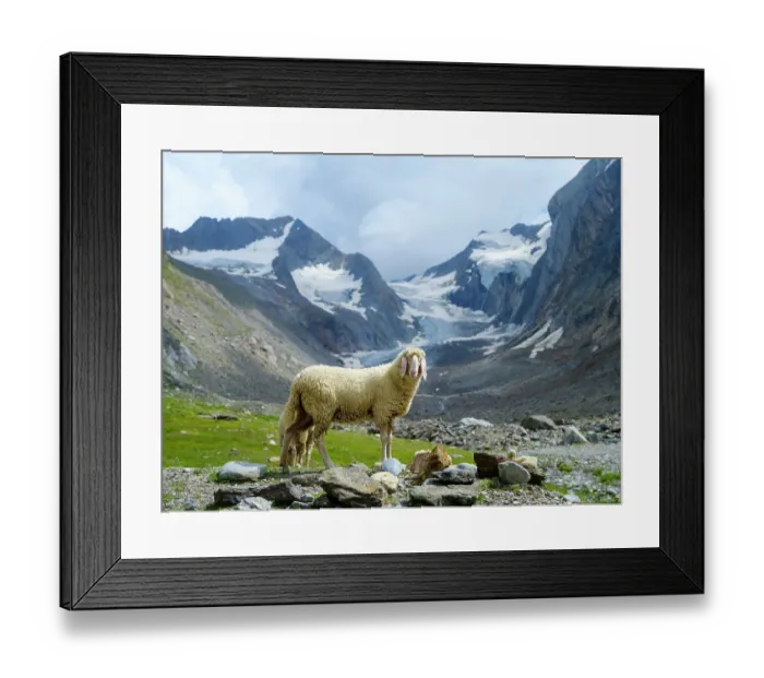 Framed Print : Tiroler Bergschaf (also called Pecora Alina Tirolese) on its mountain pasture (Shieling) in the Otztal Alps (Obergurgl, Hohe Mut, Gaisbergtal). Austria, Tyrol Framed Print : Tiroler Bergschaf (also called Pecora Alina Tirolese) on its mountain pasture (Shieling) in the Otztal Alps (Obergurgl, Hohe Mut, Gaisbergtal). Austria, Tyrol