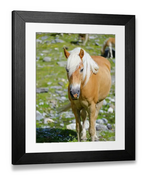 Framed Print : Haflinger horse on its mountain pasture (Shieling) in the Otztal Alps (Obergurgl, Rotmoostal). Austria, Tyrol