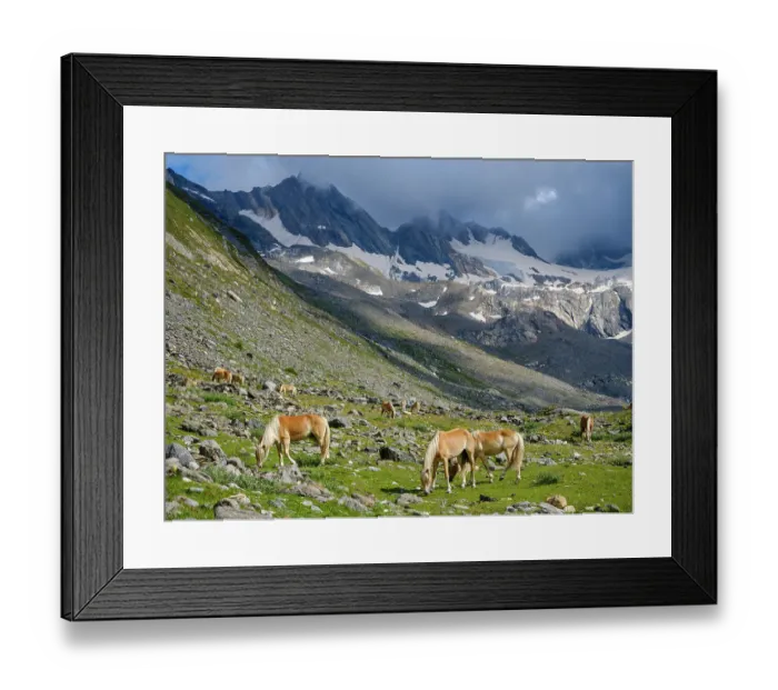 Framed Print : Haflinger horse on its mountain pasture (Shieling) in the Otztal Alps (Obergurgl, Rotmoostal). Austria, Tyrol