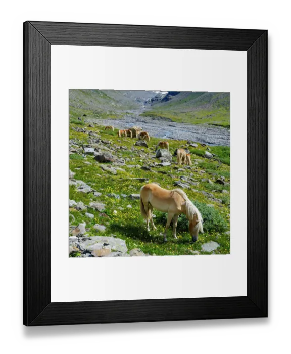 Framed Print : Haflinger horse on its mountain pasture (Shieling) in the Otztal Alps (Obergurgl, Rotmoostal). Austria, Tyrol Framed Print : Haflinger horse on its mountain pasture (Shieling) in the Otztal Alps (Obergurgl, Rotmoostal). Austria, Tyrol
