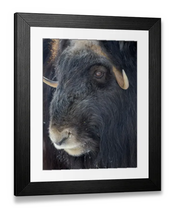 Framed Print : Muskox (Ovibos moschatus) during winter, Finland, Ranua Wildlife Park Framed Print : Muskox (Ovibos moschatus) during winter, Finland, Ranua Wildlife Park