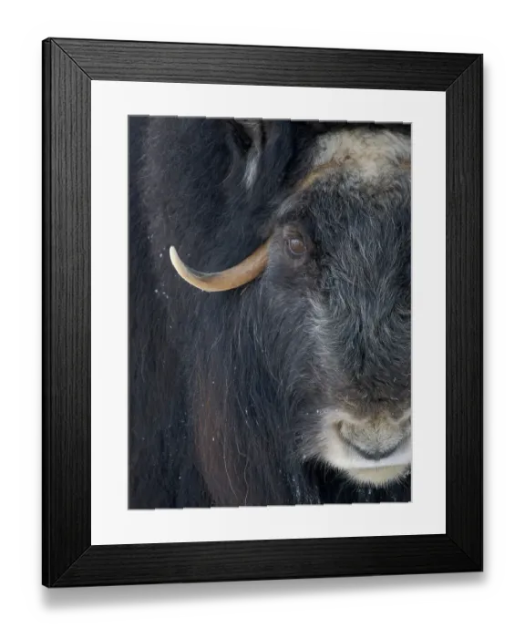 Framed Print : Muskox (Ovibos moschatus) during winter, Finland, Ranua Wildlife Park