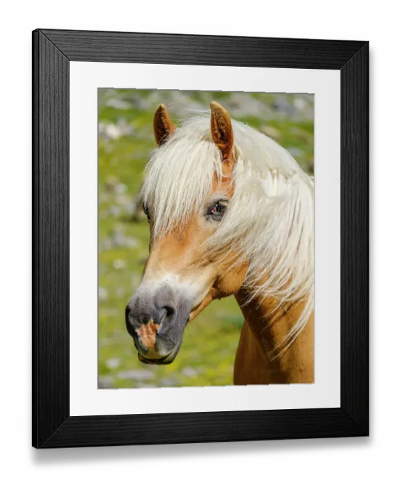 Framed Print : Haflinger horse on its mountain pasture (Shieling) in the Otztal Alps (Obergurgl, Rotmoostal). Austria, Tyrol Framed Print : Haflinger horse on its mountain pasture (Shieling) in the Otztal Alps (Obergurgl, Rotmoostal). Austria, Tyrol