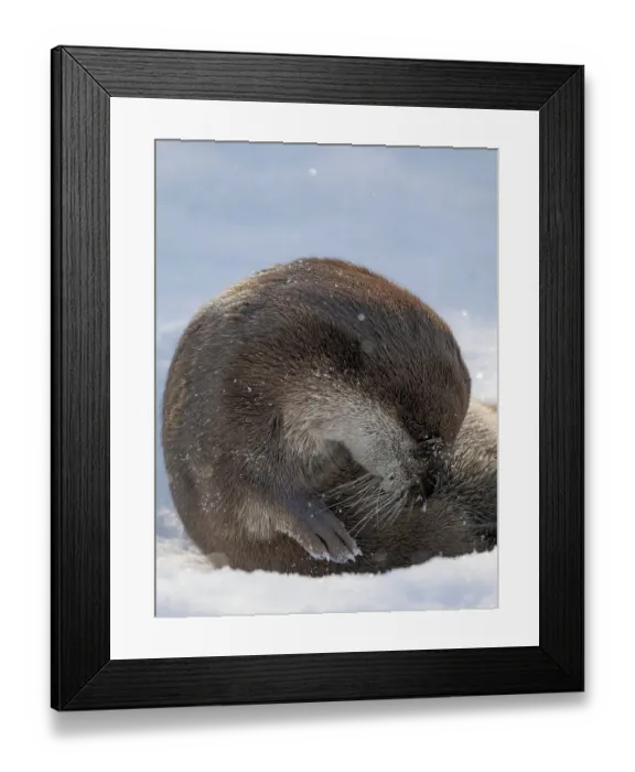 Framed Print : Eurasian otter (Lutra lutra) during winter, Finland, Ranua Wildlife Park