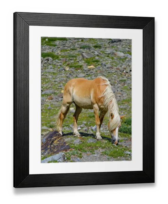 Framed Print : Haflinger horse on its mountain pasture (Shieling) in the Otztal Alps (Obergurgl, Rotmoostal). Austria, Tyrol Framed Print : Haflinger horse on its mountain pasture (Shieling) in the Otztal Alps (Obergurgl, Rotmoostal). Austria, Tyrol
