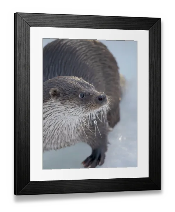 Framed Print : Eurasian otter (Lutra lutra) during winter, Finland, Ranua Wildlife Park Framed Print : Eurasian otter (Lutra lutra) during winter, Finland, Ranua Wildlife Park