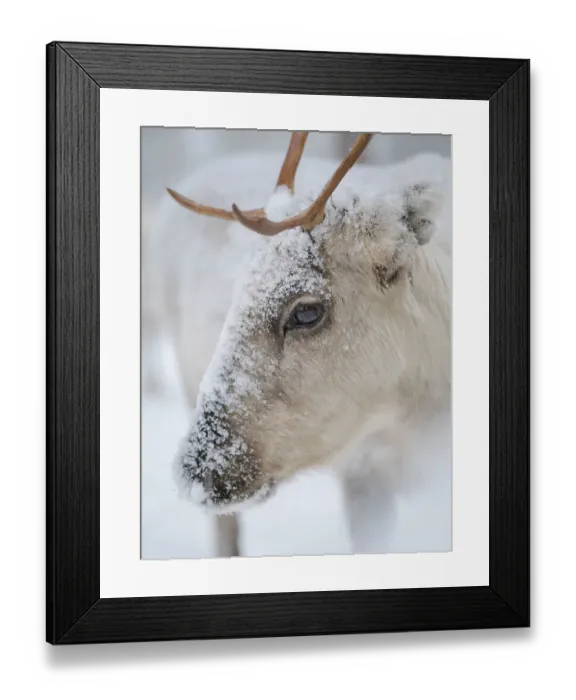 Framed Print : Reindeer covered with snow during the arctic winter. Reindeer Farm near Pyha in Finland north of the polar circle