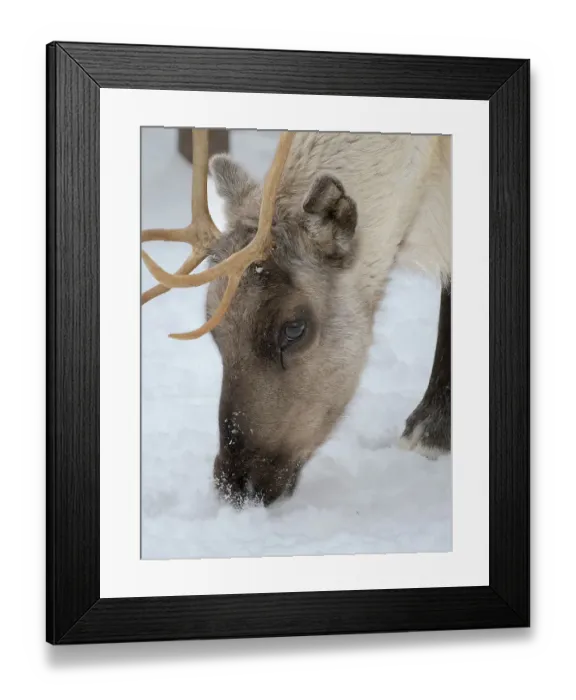 Framed Print : Reindeer in deep snow during the arctic winter. Reindeer Farm near Pyha in Finland north of the polar circle Framed Print : Reindeer in deep snow during the arctic winter. Reindeer Farm near Pyha in Finland north of the polar circle