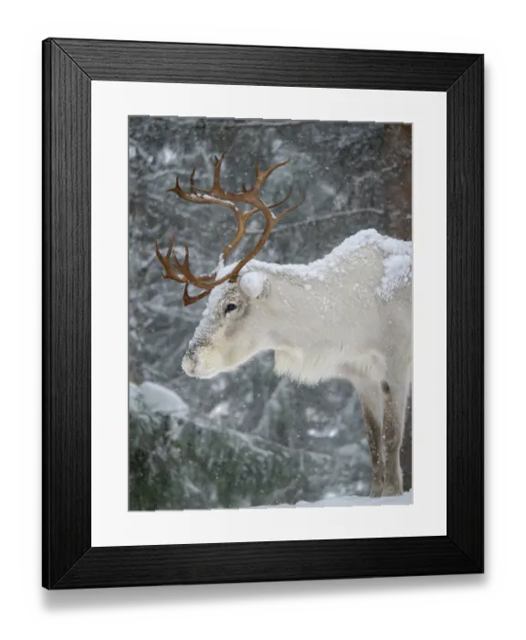 Framed Print : Reindeer covered with snow during the arctic winter. Reindeer Farm near Pyha in Finland north of the polar circle