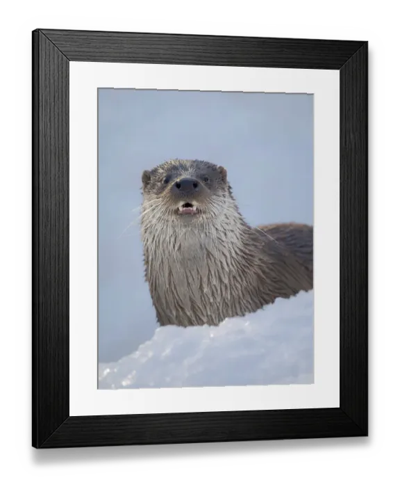 Framed Print : Eurasian otter (Lutra lutra) during winter, Finland, Ranua Wildlife Park