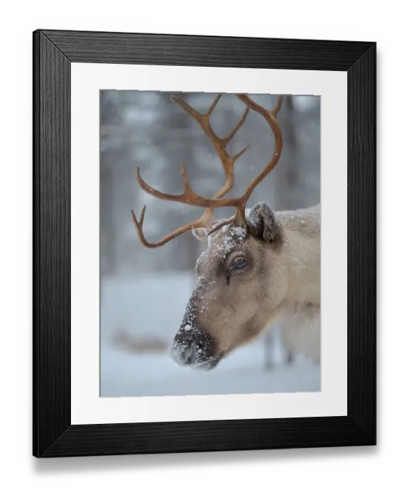 Framed Print : Reindeer covered with snow during the arctic winter. Reindeer Farm near Pyha in Finland north of the polar circle Framed Print : Reindeer covered with snow during the arctic winter. Reindeer Farm near Pyha in Finland north of the polar circle