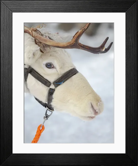 Framed Print : Reindeer in deep snow during the arctic winter. Reindeer Farm near Pyha in Finland north of the polar circle Framed Print : Reindeer in deep snow during the arctic winter. Reindeer Farm near Pyha in Finland north of the polar circle